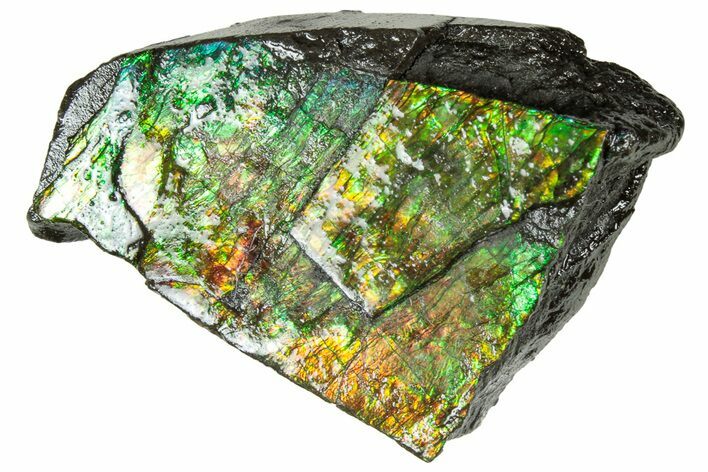 Iridescent Ammolite (Fossil Ammonite Shell) - Alberta #311349